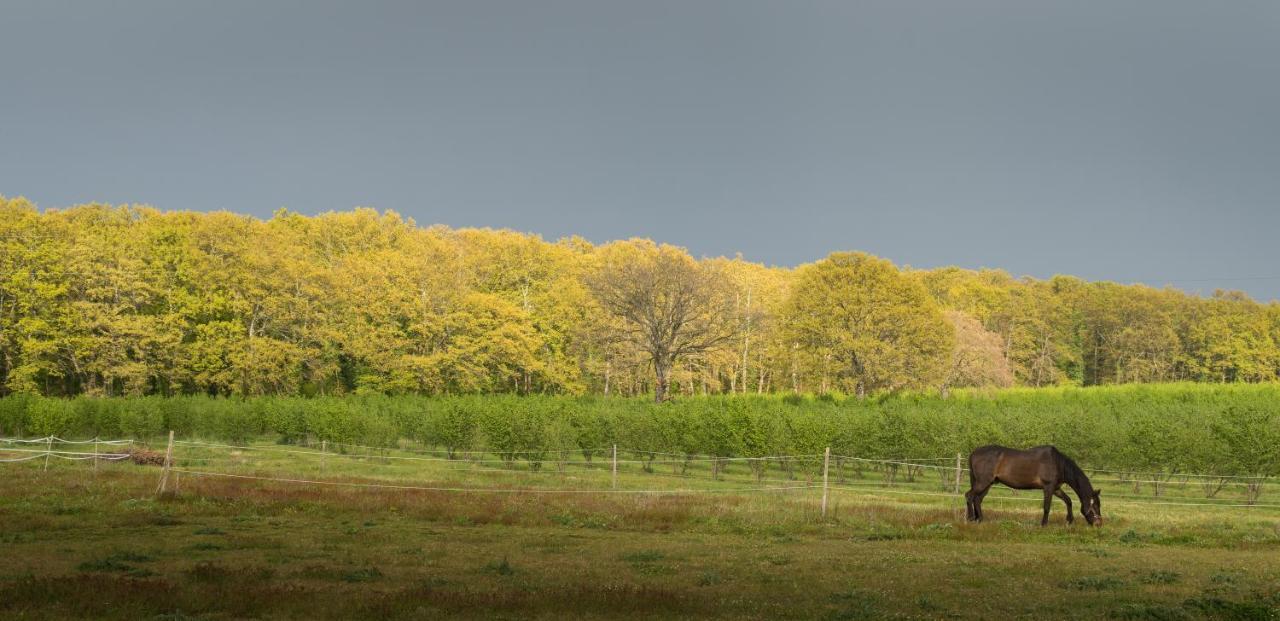 Agriturismo il Poggio Vetralla Esterno foto